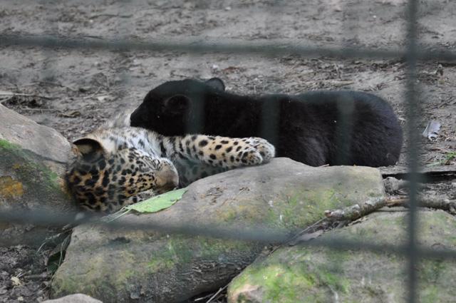 min 2013 07 06 beauval 172